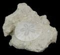 Fossil Sand Dollar (Scutella) - France #41372-2